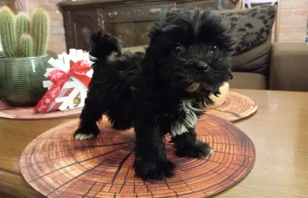 Sprzedam pieska rasy Rosyjska Bolonka Kolorowa o im. Karim 2