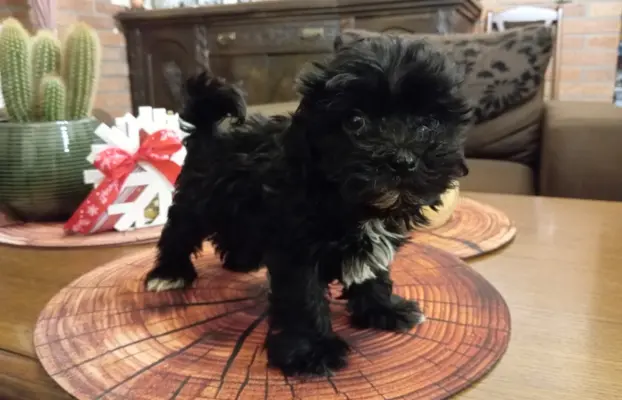 Sprzedam pieska rasy Rosyjska Bolonka Kolorowa o im. Karim 3