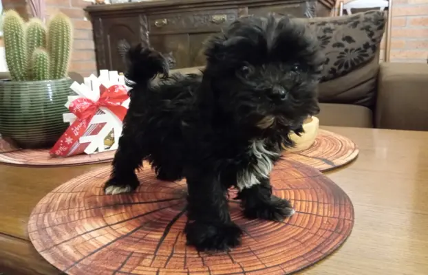 Sprzedam pieska rasy Rosyjska Bolonka Kolorowa o im. Karim 4