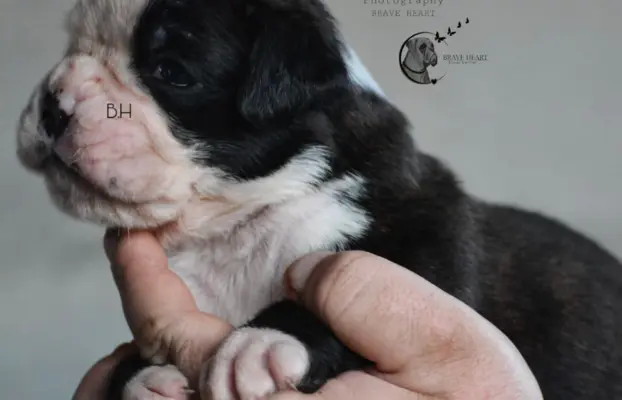 Piękne szczenięta bokser 1