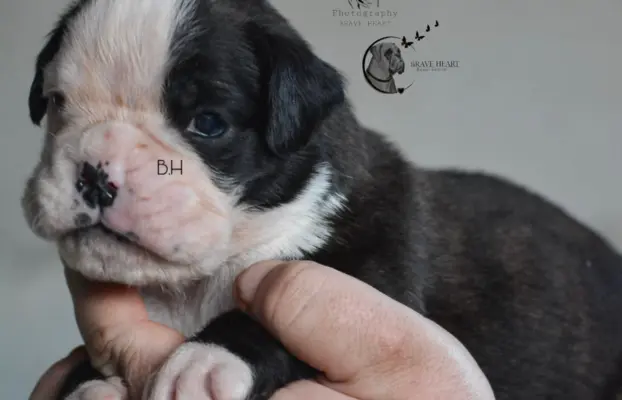 Piękne szczenięta bokser 3