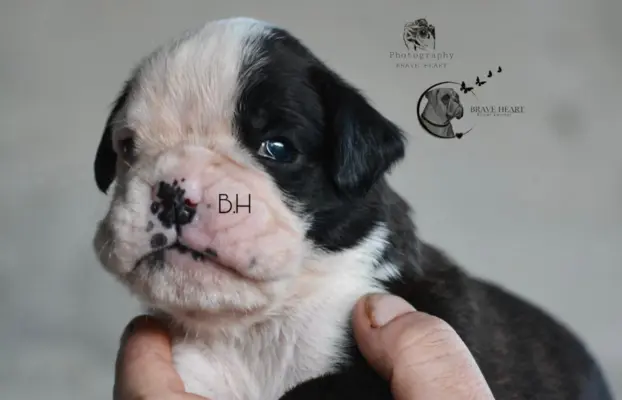 Piękne szczenięta bokser 4