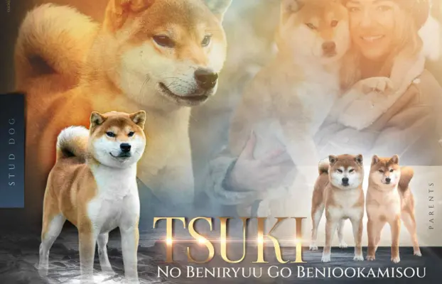 Zapowiedź miotu Shiba Inu FCI 1