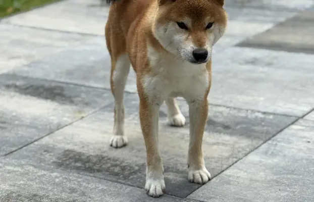 Zapowiedź miotu Shiba Inu FCI 2