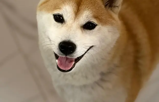 Zapowiedź miotu Shiba Inu FCI 3