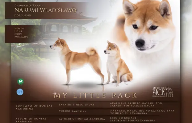 Zapowiedź miotu Shiba Inu FCI 4