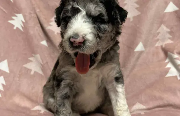 Aussiedoodle Standardowe 1