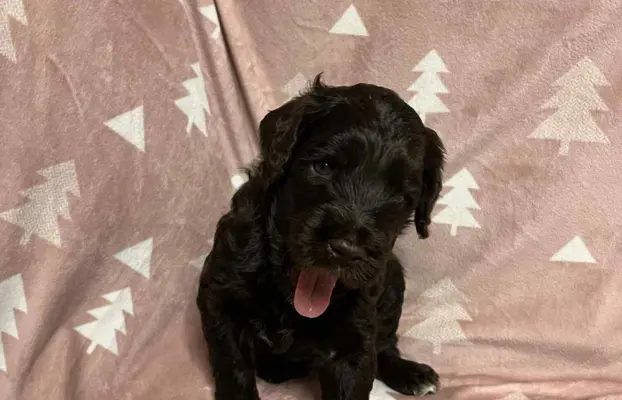 Aussiedoodle Standardowe 3