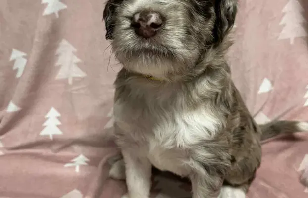 Aussiedoodle Standardowe 5