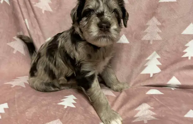 Aussiedoodle Standardowe 2