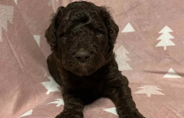 Aussiedoodle Standardowe 6