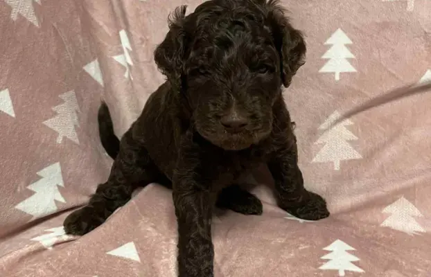 Aussiedoodle Standardowe 4