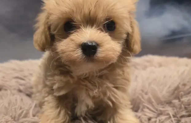 Maltipoo mini sunia xs 2