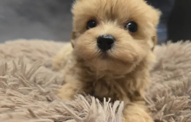 Maltipoo mini sunia xs 3