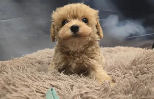 Maltipoo mini sunia xs 4