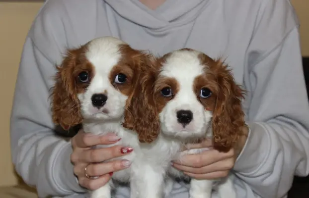 Cavalier King Charles Spaniel szczeniaczki ZKwP po CH.PL. 1