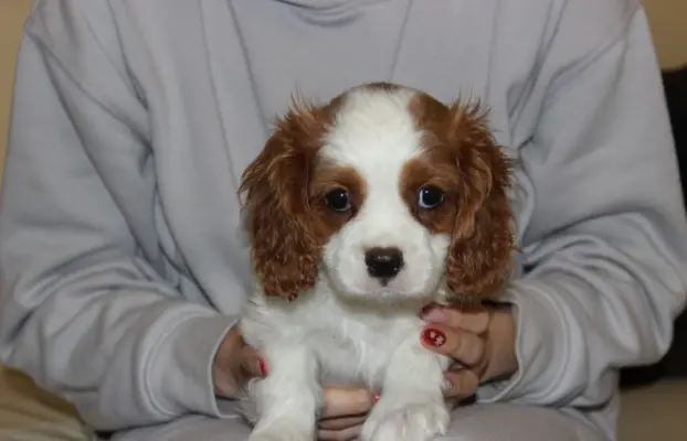 Cavalier King Charles Spaniel szczeniaczki ZKwP po CH.PL. 6
