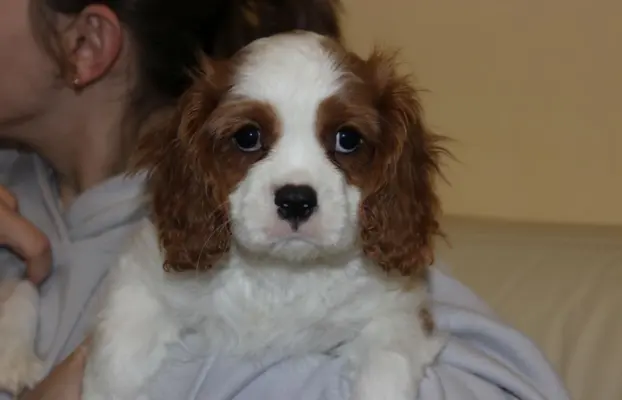 Cavalier King Charles Spaniel szczeniaczki ZKwP po CH.PL. 3