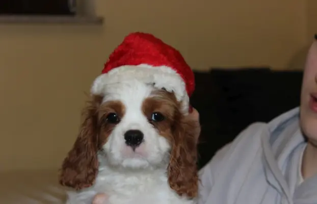 Cavalier King Charles Spaniel szczeniaczki ZKwP po CH.PL. 2