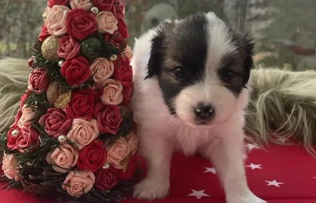 spaniel kontynentalny miniaturowy phalene (ćma) ZKwP, FCI 1