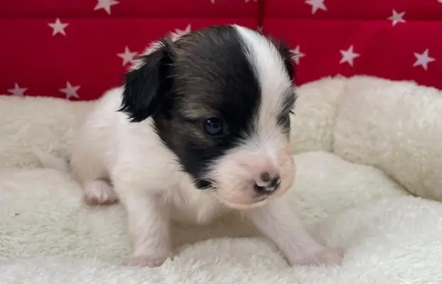 spaniel kontynentalny miniaturowy phalene (ćma) ZKwP, FCI 3