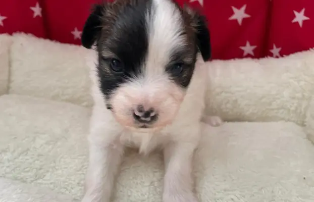 spaniel kontynentalny miniaturowy phalene (ćma) ZKwP, FCI 4