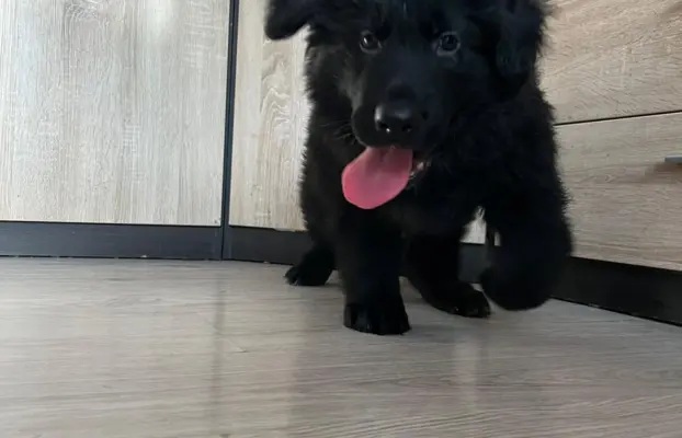 Owczarek niemiecki długowłosy czarny 2