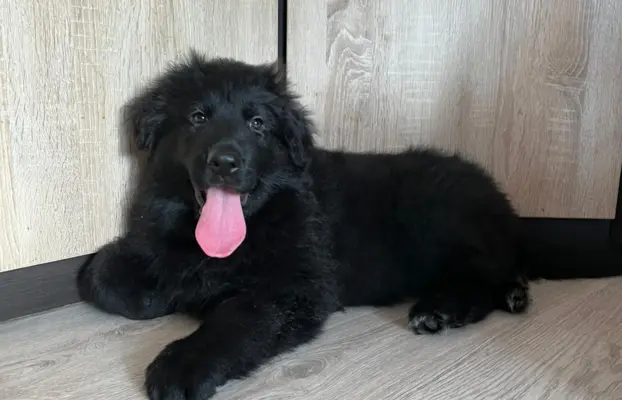 Owczarek niemiecki długowłosy czarny 3