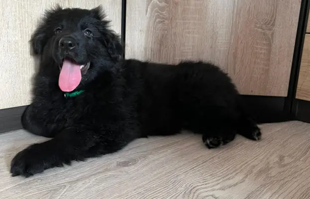 Owczarek niemiecki długowłosy czarny 4