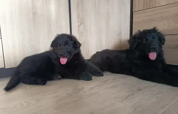 Owczarek niemiecki długowłosy czarny 5