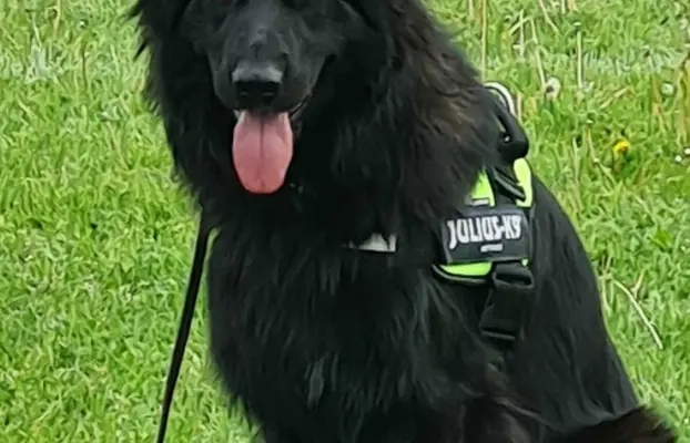 Owczarek niemiecki długowłosy czarny 6