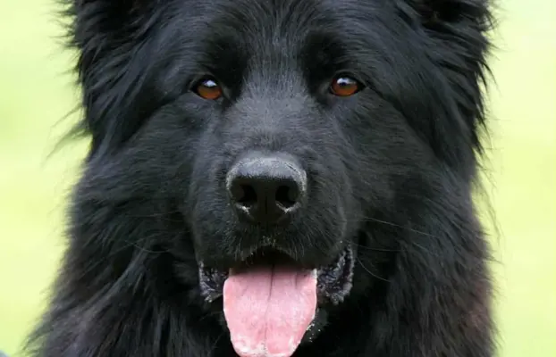 Owczarek niemiecki długowłosy czarny 7