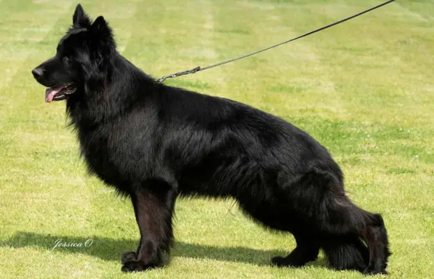 Owczarek niemiecki długowłosy czarny 8