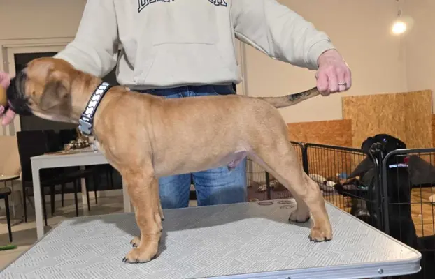 Sprzedam szczenięta 2