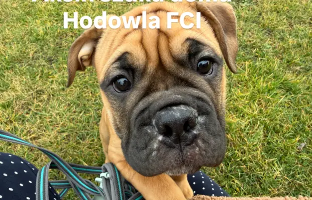 Sprzedam szczenięta 1