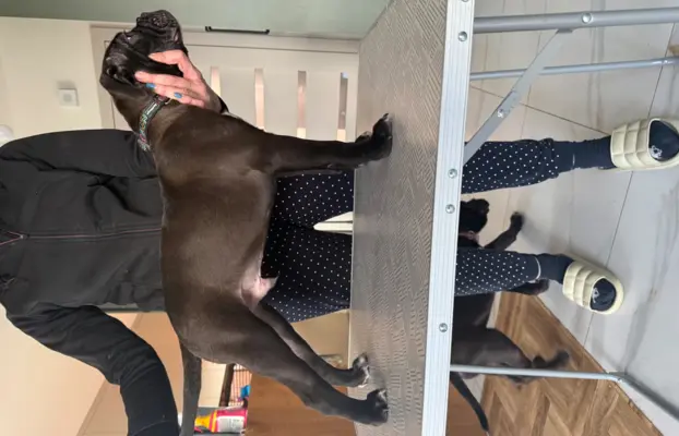 Sprzedam szczenięta 3