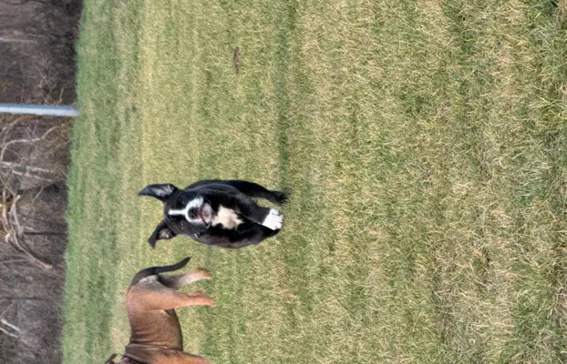 Sprzedam szczenięta 5