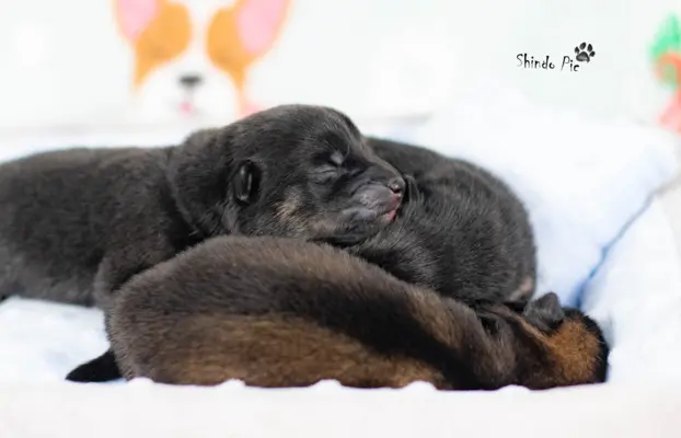 Czarny sezamowy samiec SHIBA 2