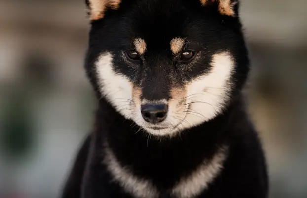 Czarny sezamowy samiec SHIBA 3