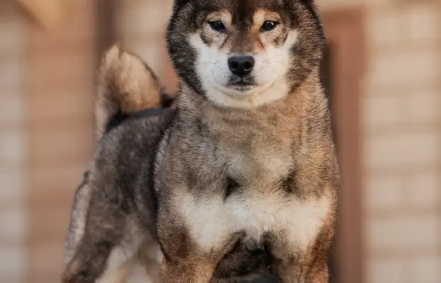 Czarny sezamowy samiec SHIBA 4