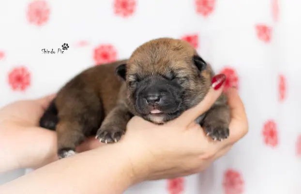 Rude suczki KOREA JINDO DOG 1