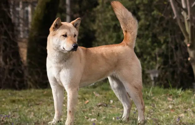 Rude suczki KOREA JINDO DOG 3