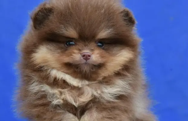 Szpic pomerański Boo – szczenięta CHOCOLATE & TAN NOWO 2