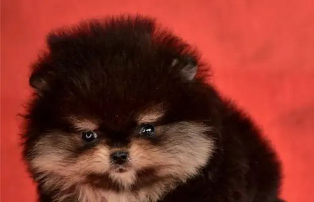 Szpic pomerański Boo – szczenięta CHOCOLATE & TAN NOWO 4