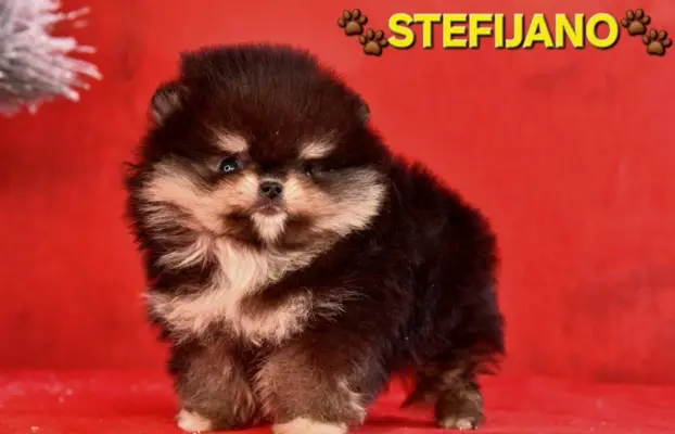 Szpic pomerański Boo – szczenięta CHOCOLATE & TAN NOWO 5