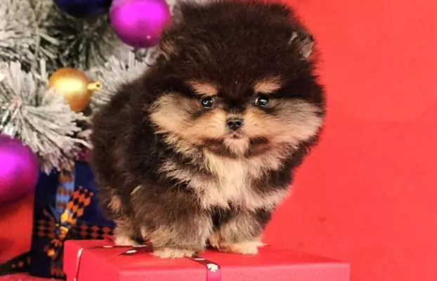 Szpic pomerański Boo – szczenięta CHOCOLATE & TAN NOWO 6