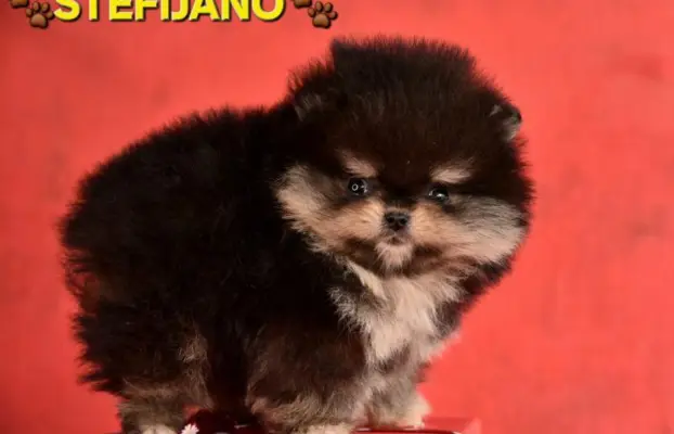 Szpic pomerański Boo – szczenięta CHOCOLATE & TAN NOWO 7