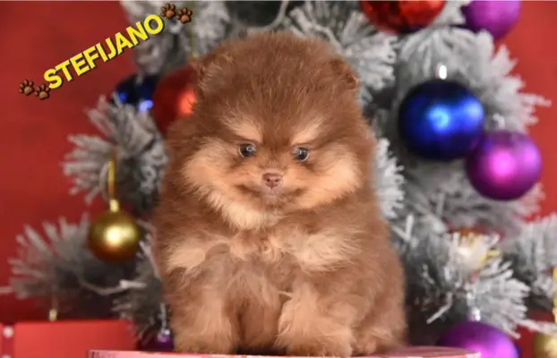 Szpic pomerański Boo – szczenięta CHOCOLATE & TAN NOWO 8