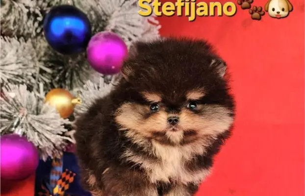 Szpic pomerański Boo – szczenięta CHOCOLATE & TAN NOWO 9