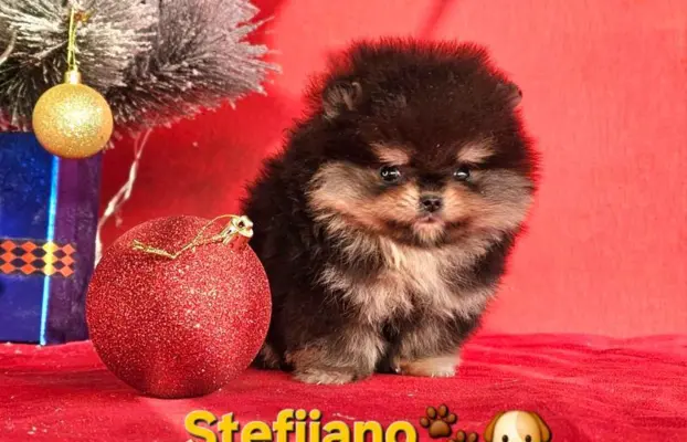 Szpic pomerański Boo – szczenięta CHOCOLATE & TAN NOWO 10